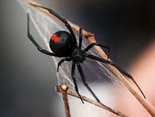 разведение ядовитых пауков для получения ценного фармакологического сырья