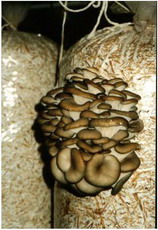 выращивание грибов вешенка